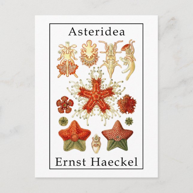 Cartão Postal Asteridea por Ernst Haeckel (Frente)