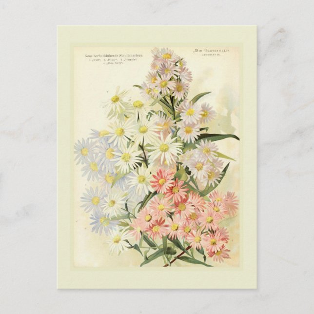 Cartão Postal Asters (margarida de Michaelmas) (Frente)
