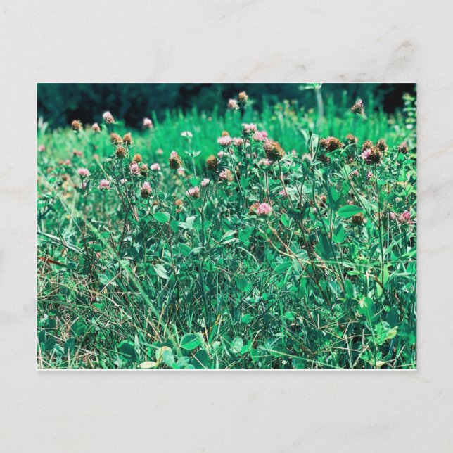 Cartão Postal Astritos (Frente)