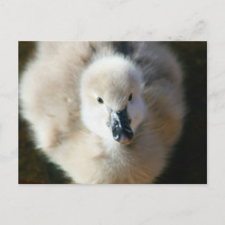 Cartão Postal Ataque Bonito!