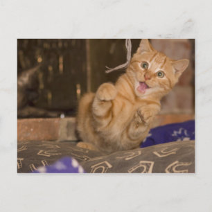 Cartão Postal Ataque de Kitten