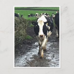 Cartão Postal Até as vacas chegarem em casa