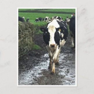 Cartão Postal Até as vacas chegarem em casa