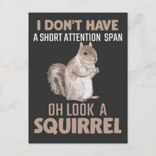 Cartão Postal Atenção ao Esquilo Jardim Humor Pequeno Amante de 
