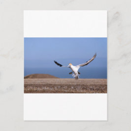 Cartão Postal Aterrissagem gannet na colônia de Cape Kidnappers