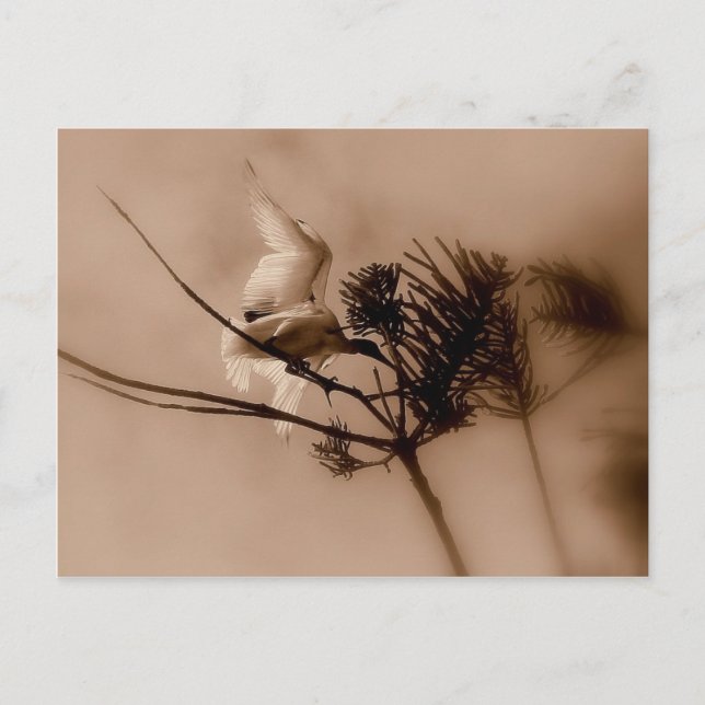 Cartão Postal aterrissagem suave (Frente)