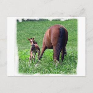 Cartão Postal Atingindo o Foto com a Mare