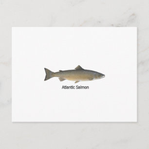 Cartão Postal Atlantic Salmon (intitulado)