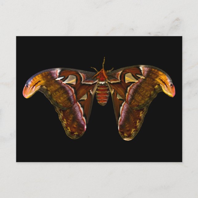 Cartão Postal Atlas Moth - Snake Head (Frente)