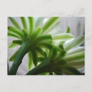 Cartão Postal Atrás das Cenas