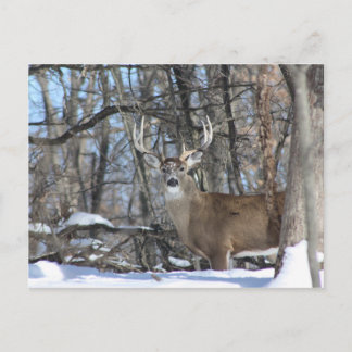CARTÃO POSTAL ATRAVÉS DA NEVE PROFUNDA