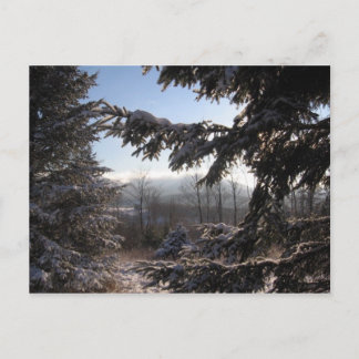 Cartão Postal através de coníferas