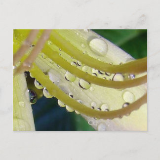 Cartão Postal Através do Vidro