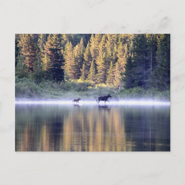 Cartão Postal Atravessando o nevoeiro (Frente)