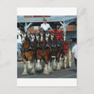 Cartão Postal Atrelagem de 6 cavalos Clydesdale