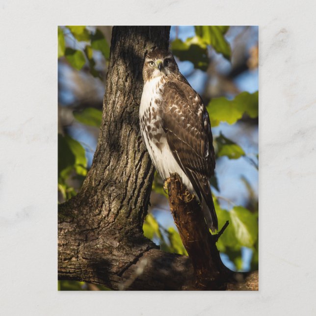 Cartão Postal Attentive Hawk (Frente)