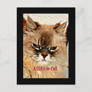 Cartão Postal Attitude Cat
