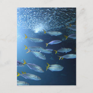 Cartão Postal Atum albacora