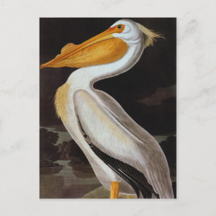 Cartão Postal Áudio: Pelicano branco excelente