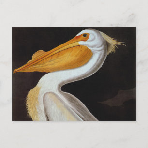 Cartão Postal Áudio: Pelicano branco excelente