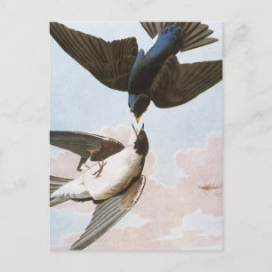 Cartão Postal Áudio: Tree Swallow