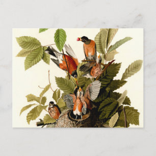 Cartão Postal Audubon American Robin Wildlife Bird