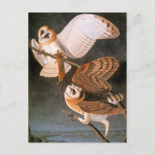 Cartão Postal Audubon: Barn Owl