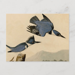 Cartão Postal Audubon Belfisher Kingfisher Wildlife Bird