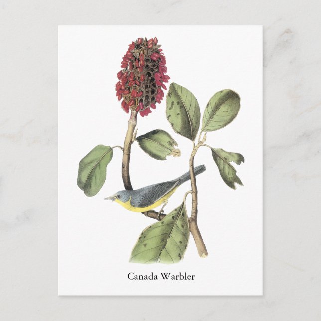 Cartão Postal Audubon Canada Warbler (Frente)