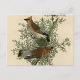 Cartão Postal Audubon Cedar Waxwing Bird