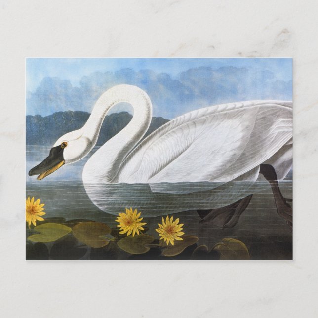Cartão Postal Audubon: Cisne Comum (Frente)