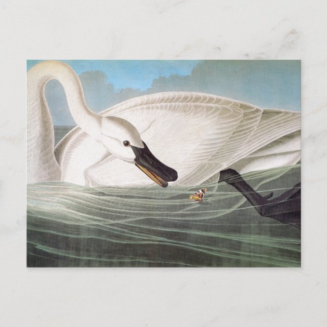 Cartão Postal Audubon: Cisne de Trompeter (Frente)