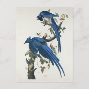 Cartão Postal Audubon Columbia Jay Black Throated Magpie Jay