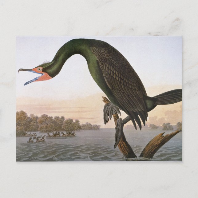 Cartão Postal Audubon: Cormorante Duplo Detido (Frente)