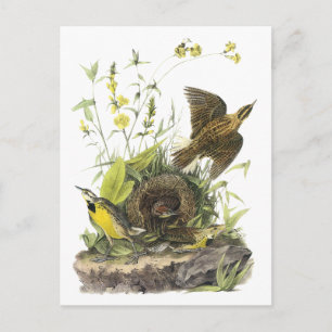 Cartão Postal Audubon East Meadowlard