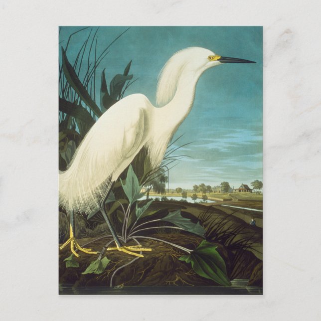 Cartão Postal Audubon: Egret (Frente)