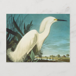 Cartão Postal Audubon: Egret