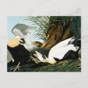 Cartão Postal Audubon: Eider Duck