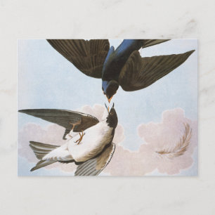 Cartão Postal Audubon: Engolir Árvore