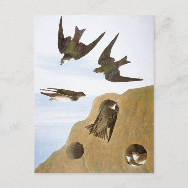 Cartão Postal Audubon: Engordas (Frente)