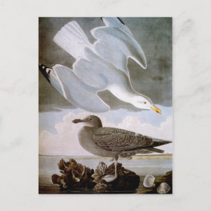 Cartão Postal Audubon: Gaivota-branca