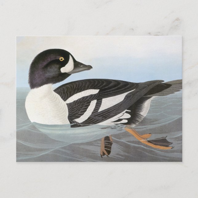 Cartão Postal Audubon: Goldeneye de Barrow (Frente)