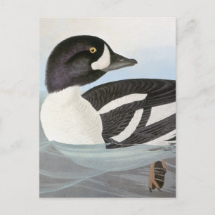 Cartão Postal Audubon: Goldeneye de Barrow