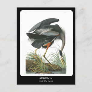 Cartão Postal AUDUBON / Herão Azul Excelente