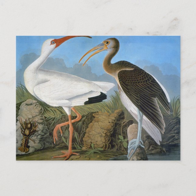 Cartão Postal Audubon: Ibis Branco (Frente)