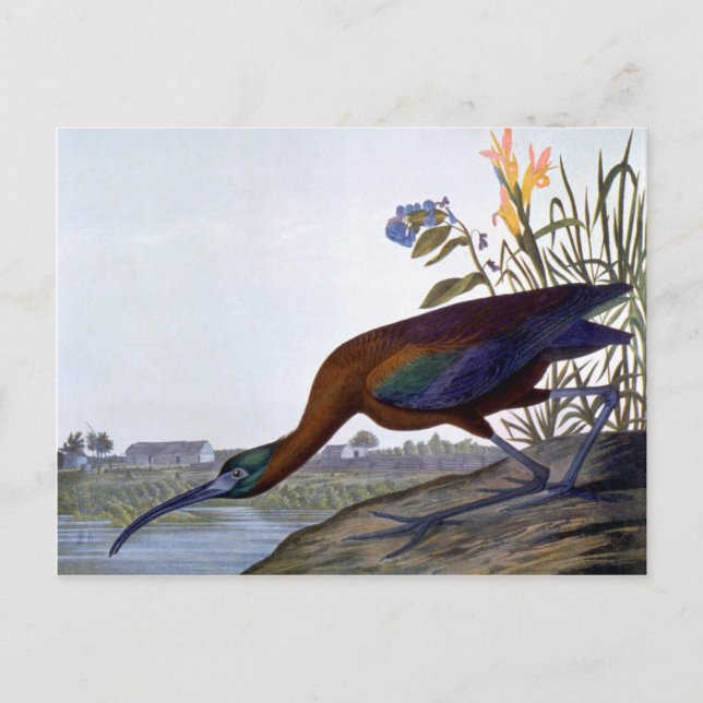Cartão Postal Audubon: Ibis brilhante (Frente)
