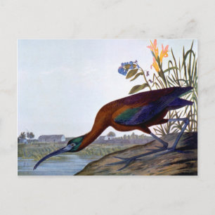 Cartão Postal Audubon: Ibis brilhante