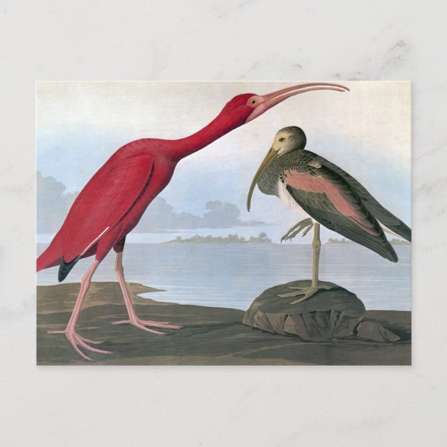 Cartão Postal Audubon: Ibis de escarlet (Frente)