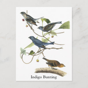 Cartão Postal Audubon Indigo Bunting Impressão