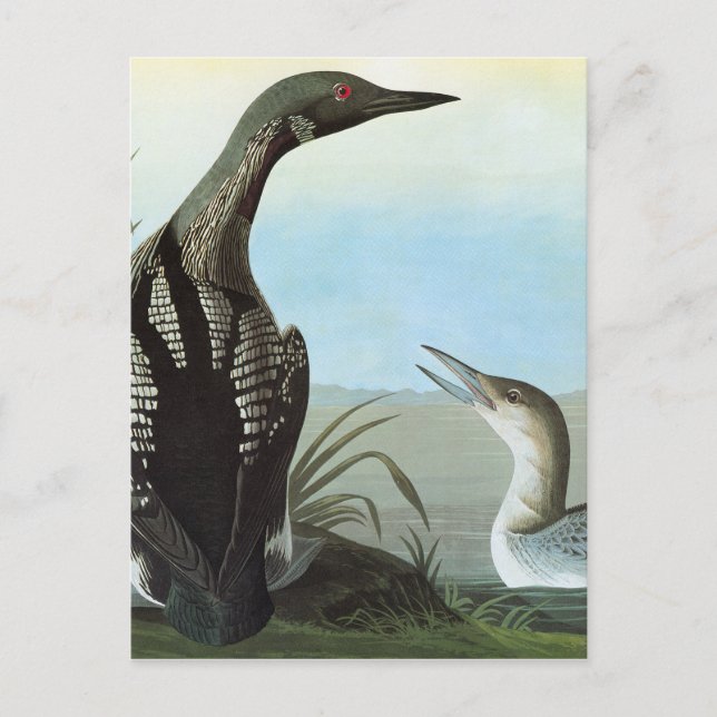 Cartão Postal Audubon: Leão Ártico (Frente)